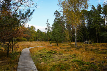 Straight wooden footbridge leading through a wild romantic swamp in the natural reserve Schönbuch, Southern Germany. 