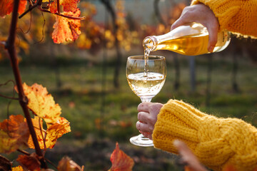 Woman pouring white wine into glass in vineyard at autumn