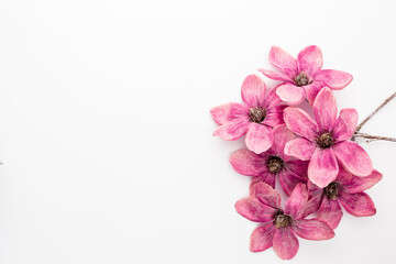 Pink magnolia flowers isolated on white background.