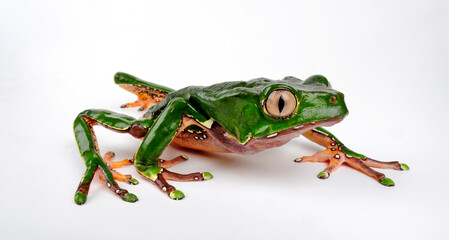 Giant monkey frog // Riesenmakifrosch (Phyllomedusa bicolor) 