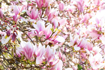 magnolia flowers - 466128207