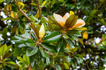 Magnolia grandiflora blooming - 466128253