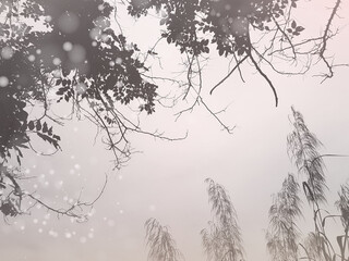 Aesthetic of winter nature in cool outdoor atmosphere. Soft and calm greenery and grass flowers...