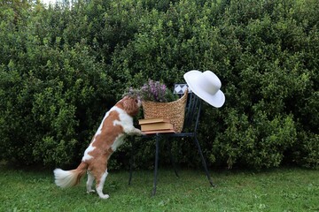 Cute puppy dog in garden with books and basket and hat