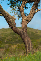 Cork oak trunk with a new bark. Three years after bark cutting. Algarve Portugal.