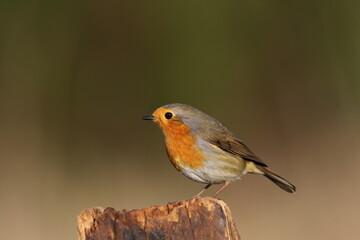 A European Robin perched on a post.
