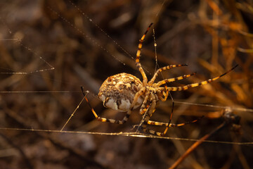 Lobed Argiope female spider in the early morning light. Algarve Portugal.