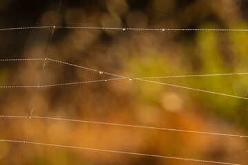 Lobed Argiope spider net in the early morning light. Algarve Portugal.