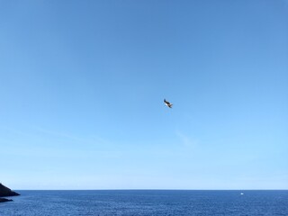 Fototapeta na wymiar gull on the sea