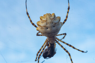 Lobed Argiope spider with its prey in the early morning light. Algarve Portugal.