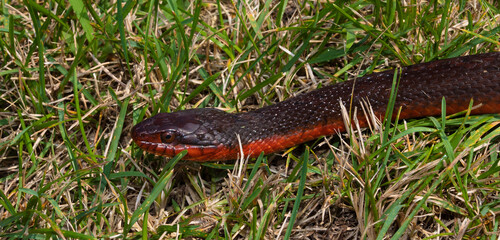 Snake slithering through the grass