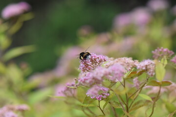 bee on flower