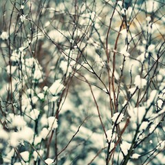Frost and snow on branches. Beautiful winter seasonal  background. Photo of frozen nature.