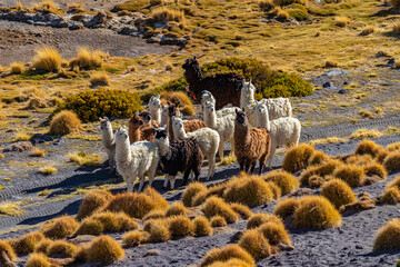 A herd of alpacas at Laguna Colorado, Bolivia (the southwest of the Altiplano)