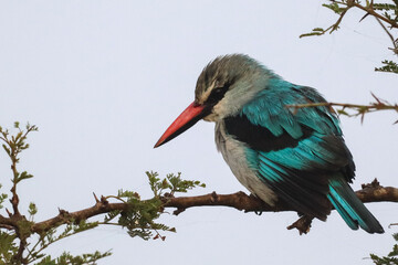 Selective focus of a blue-breasted Alcyone bird perched on a tree branch on a blurred background