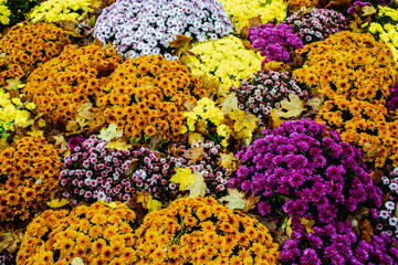 Montparnasse flowers