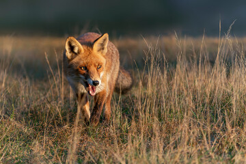 Obraz na płótnie Canvas Red fox (Vulpes vulpes) in natural autumn environment. Amsterdamse waterleiding duinen in the Netherlands. 