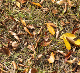 fallen leaves and autumn
