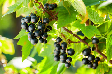 Ripe black currant on a branch in the garden.