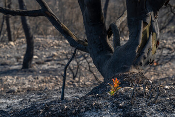Arbutus Regeneration after a Wildfire