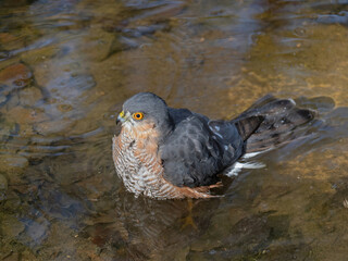 Eurasian Sparrowhawk (Accipiter nisus) taking a bath