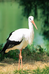 White storck standing near the river in summer.