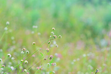 Spring, blurred background of pale green color with small flowers - 466134689