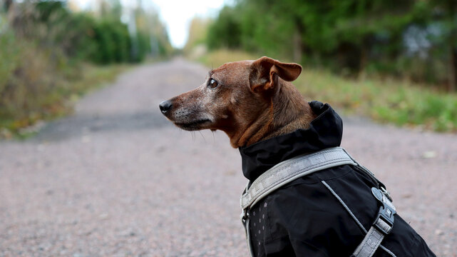 The image in profile of the dog against the background of the road into the distance/ Dog in pet clothes/Pensive dog image