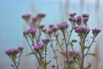 Lilac wildflowers on a blue misty background - 466135081
