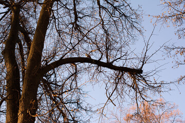 Late autumn, the last remaining red leaf