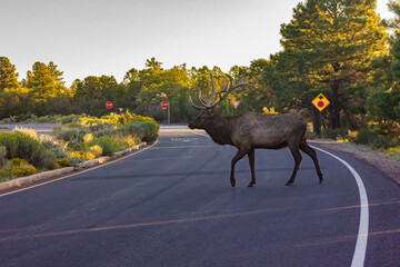 North American Bull Elk, ‘Cervus Canadensis’., with a large spread of bony antlers, shed of velvet, crossing the road in Grand Canyon National Park, Arizona, USA, photographed at dawn in late summer.