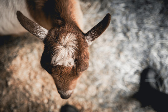Monochromatic image of goat's head viewed from the top. Abstract shape of animal head in the barn with selective focus.