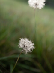 Two White Dandelion Heads Fully Bloomed With Seeds on Blurred Meadow Backdrops. Soft defocused nature background with high contrast floral blossoms of wild plants in the pasture.