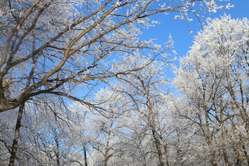 Winter frosty snowy landscape with trees