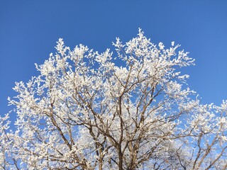 Winter frosty snowy landscape with trees