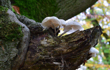 Schleimrübling auf alter Buche 