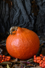 Pumpkin, dry leaves and rowan berry on dark wooden background Close-up