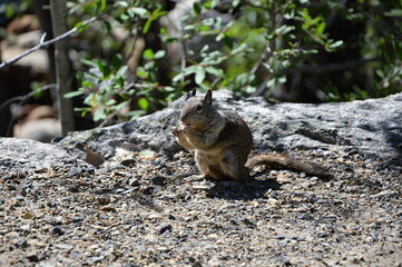 Naklejka na ściany i meble Eichhörnchen im Yosemite National Park, Kalifornien