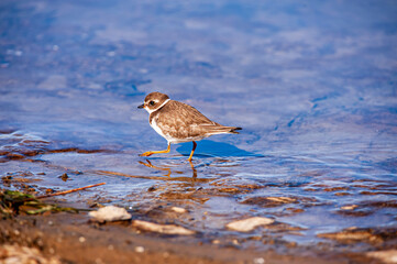 Semipalmated Plover (Charadrius semipalmatus) on the shore