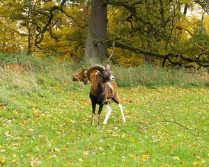 a mouflon ram is standing on a green meadow on an autumn day