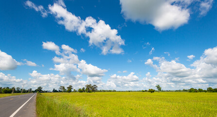 he bright blue sky above the rice fields in northeastern Thailand.Blue sky. rice fields.blue sky background with tiny clouds. panorama.