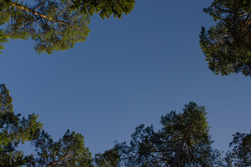 Green tree branches against the blue sky. Horizontal photo of summer nature with copy space