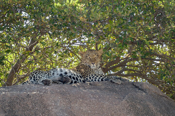 Leopard (Panthera pardus) lying down on a rock in the shade, Serengeti national Park, Tanzania.