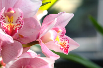 日向で咲くシンビジウムのピンク色の花（日本の大船フラワーセンター）