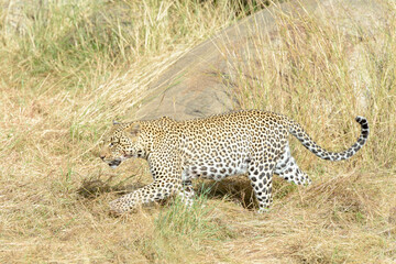 Leopard (Panthera pardus) walking on savanna, Serengeti national Park, Tanzania.