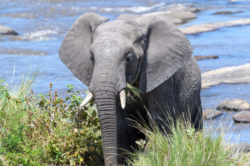 African Elephant (Loxodonta africana) grazing at riveredge, Mara river, Serengeti national park, Tanzania.
