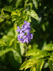 purple flowers in the garden