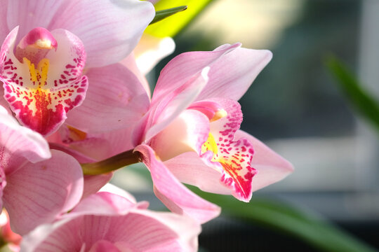 シンビジウム Images – Browse 903 Stock Photos, Vectors, and Video