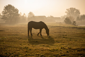 koń na pastwisku w porannej mgle na wsi