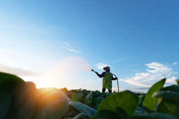 Agriculture watering the tobacco fields at sunset
